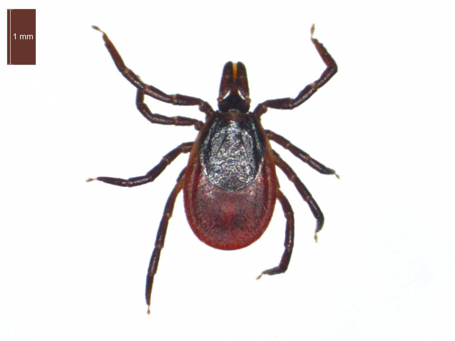 <p><em><u>Ixoides ricinus</u> (rriqra e rëndomtë) - lëshon materie antikoagulante kur e thumbon shtazën.</em></p><p>Shumica e rriqrave janë bartëse të sëmundjeve të ndryshme siç është lloji <em><u>Sarcoptes scabiei</u> </em>që shkakton zgjebën.</p>