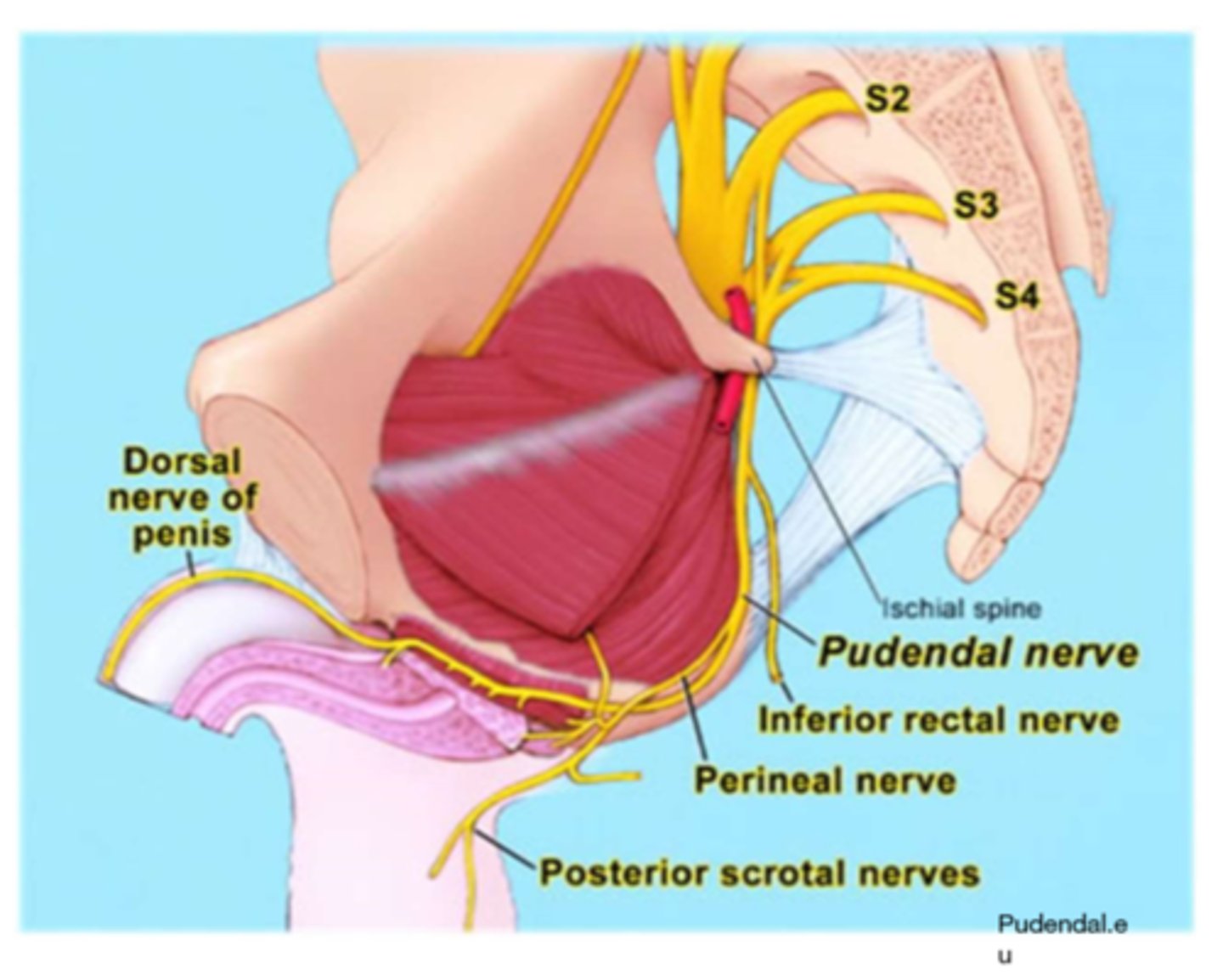 <p>1. Originates from the sacral plexus - ventral rami of spinal nerves S2, S3, and S4<br>2. Exits the pelvis - through the greater sciatic foramen<br>3. Under the Sacro tuberous ligament<br>4. Re-enters pelvis - via lesser sciatic foramen<br>5. Runs into the pudendal canal and branches to supply sensory and motor fibers to pelvic organs, viscera, and floor.</p>