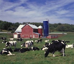 cows live in tie stalls, less than 100 cows per farm, cows are let outside once or twice per day, usually more family run