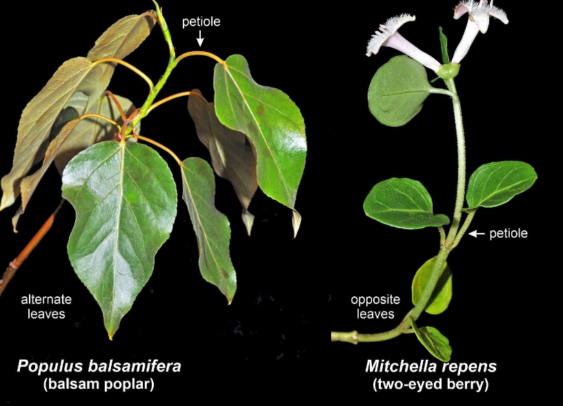<p>attached to the stem by a petiole (leaf stalk)</p>