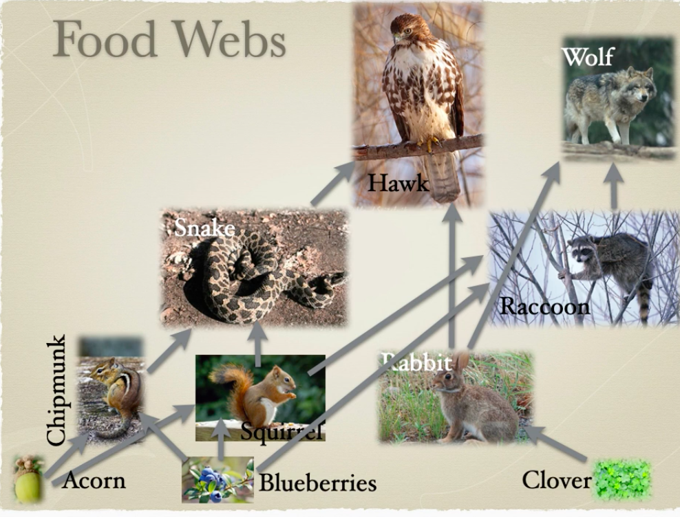 <ul><li><p>food chains are part of a much more <strong><span style="color: green">complex</span></strong> interaction among species.</p></li><li><p>A <strong><span style="color: purple">food web</span></strong> illustrates this series of <mark data-color="yellow">interconnected food chains.</mark></p></li></ul>