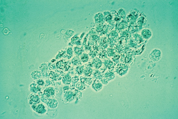 term image
