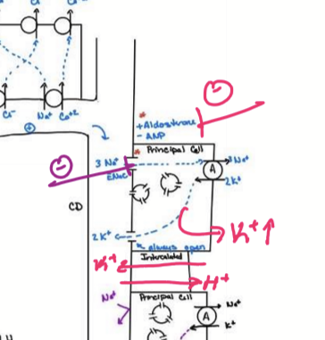 <p>Blocks Aldosterone receptor in CD, causing Na wasting, K sparing, no change to Ca, acidosis, water wasting, and decrease BP</p>