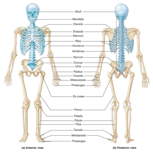 <p>-forms the long axis of the body</p><p>-includes: skull, vertebral column, rib cage</p><p>-bones involved with protecting, supporting, and carrying other body parts</p>