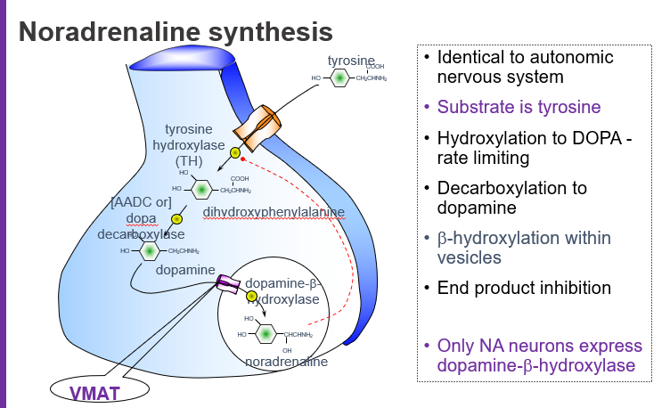 <p><strong>L-DOPA</strong> (L-dihydroxyphenylalanine).</p>