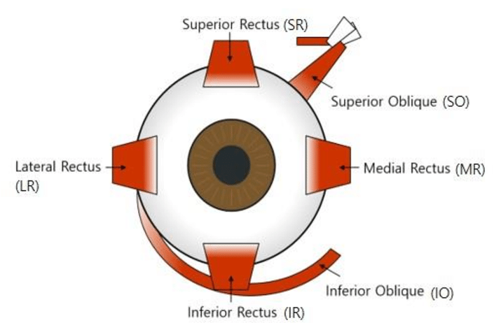 six skeletal muscles that control eye movement within the orbit