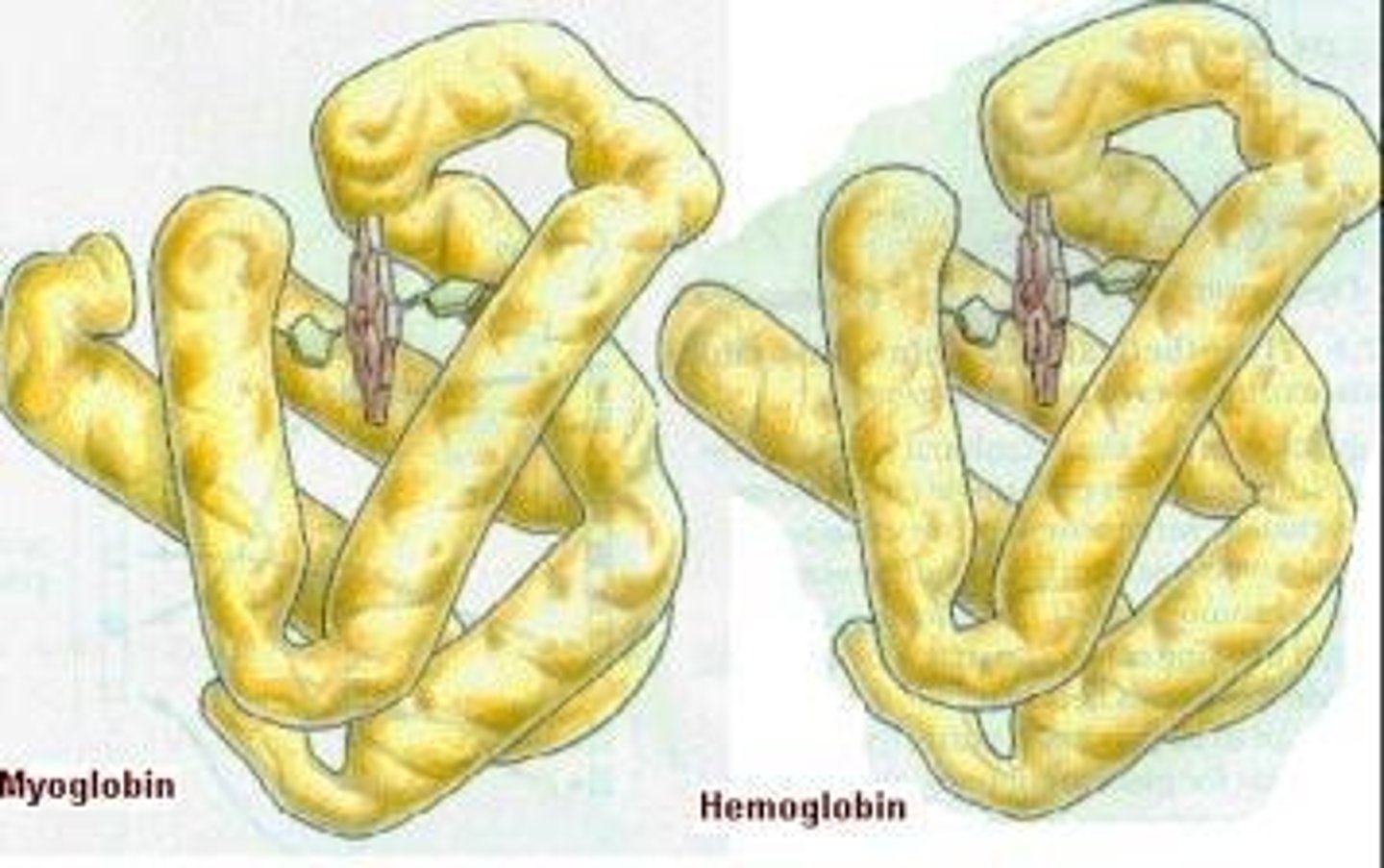 <p>Oxygen-binding protein in muscle tissue.</p>