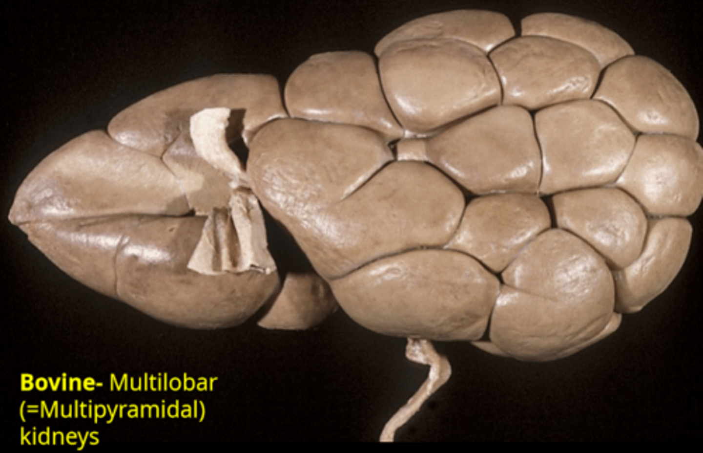 <p>multilobar (multipyramidal)</p>