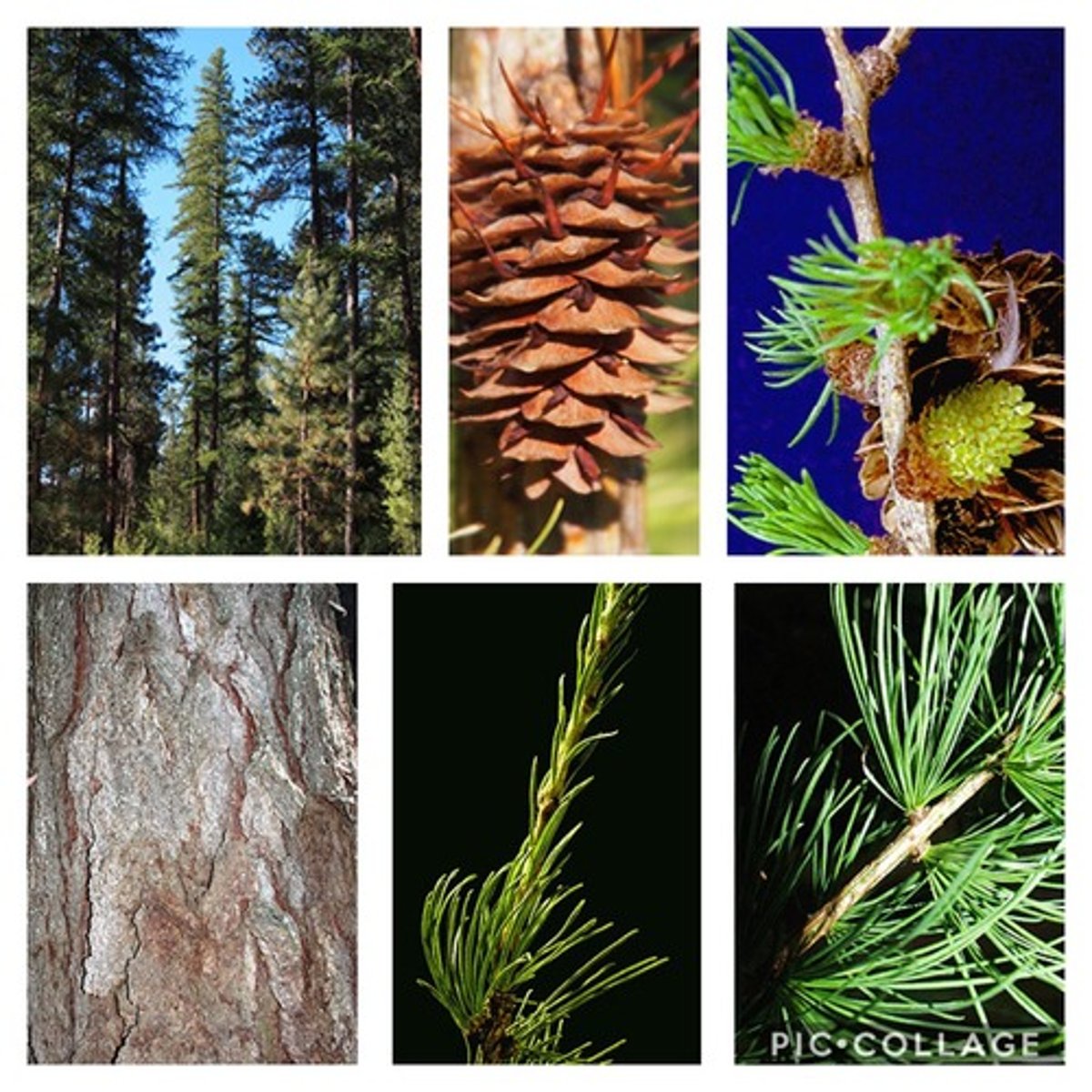 <p>- needles: deciduous, shorter.</p><p>- short shoots: common</p><p>- cones: longer and darker, long bract scale if present</p><p>Trunk: thick layered bark</p><p>Twigs: slightly hairy</p>