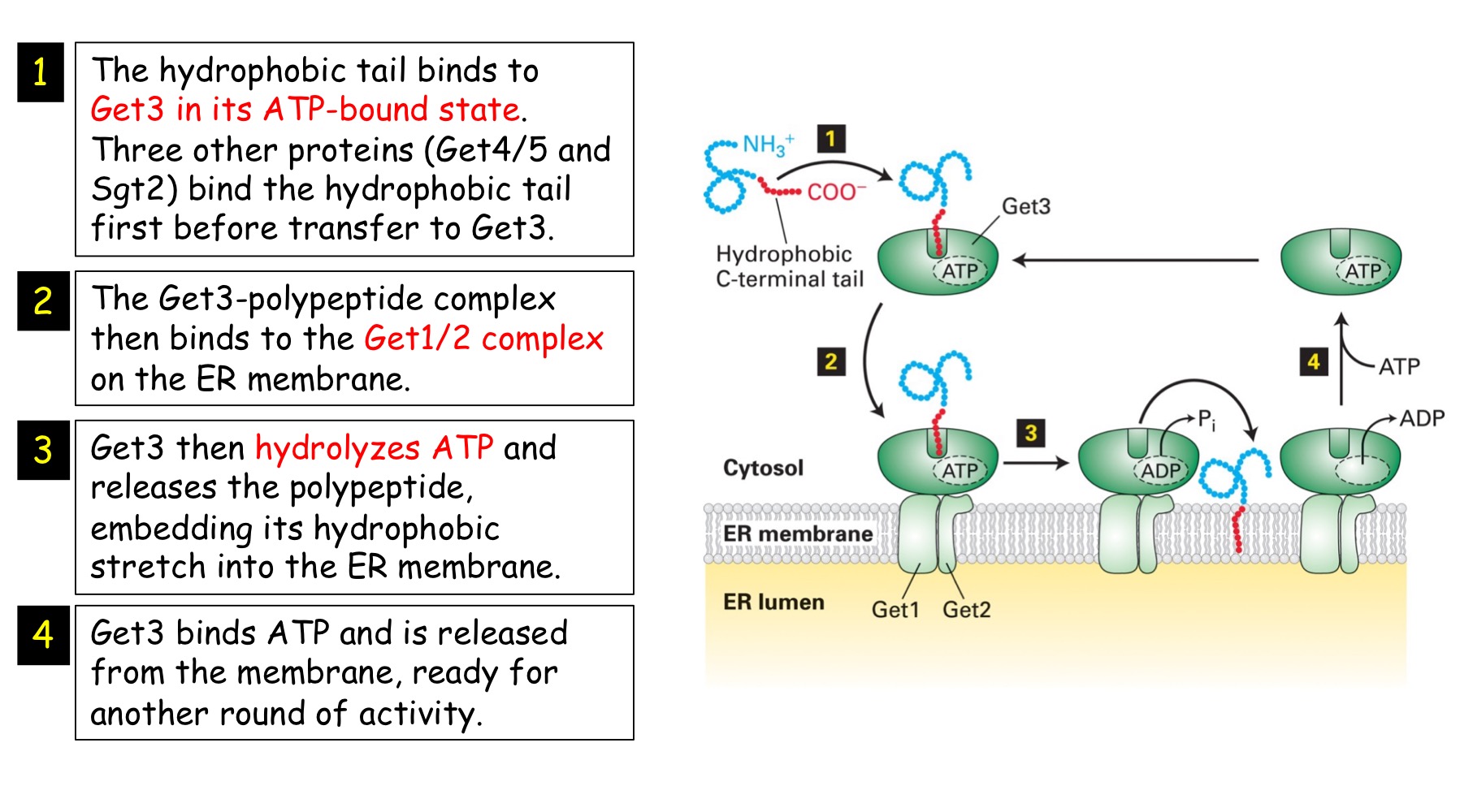 <p>Single pass, no cleavable signal seq, hydrophobic membrane-spanning seq @ C-terminus, uses GET1/2/3 system to ER membrane, post-translational insertion, Nᵢ-Cₒ</p><p>→ they are inserted into ER <strong>after translation is complete </strong>since hydrophobic stretch that's inserted into bilayer needs to fully emerge from ribosome</p>