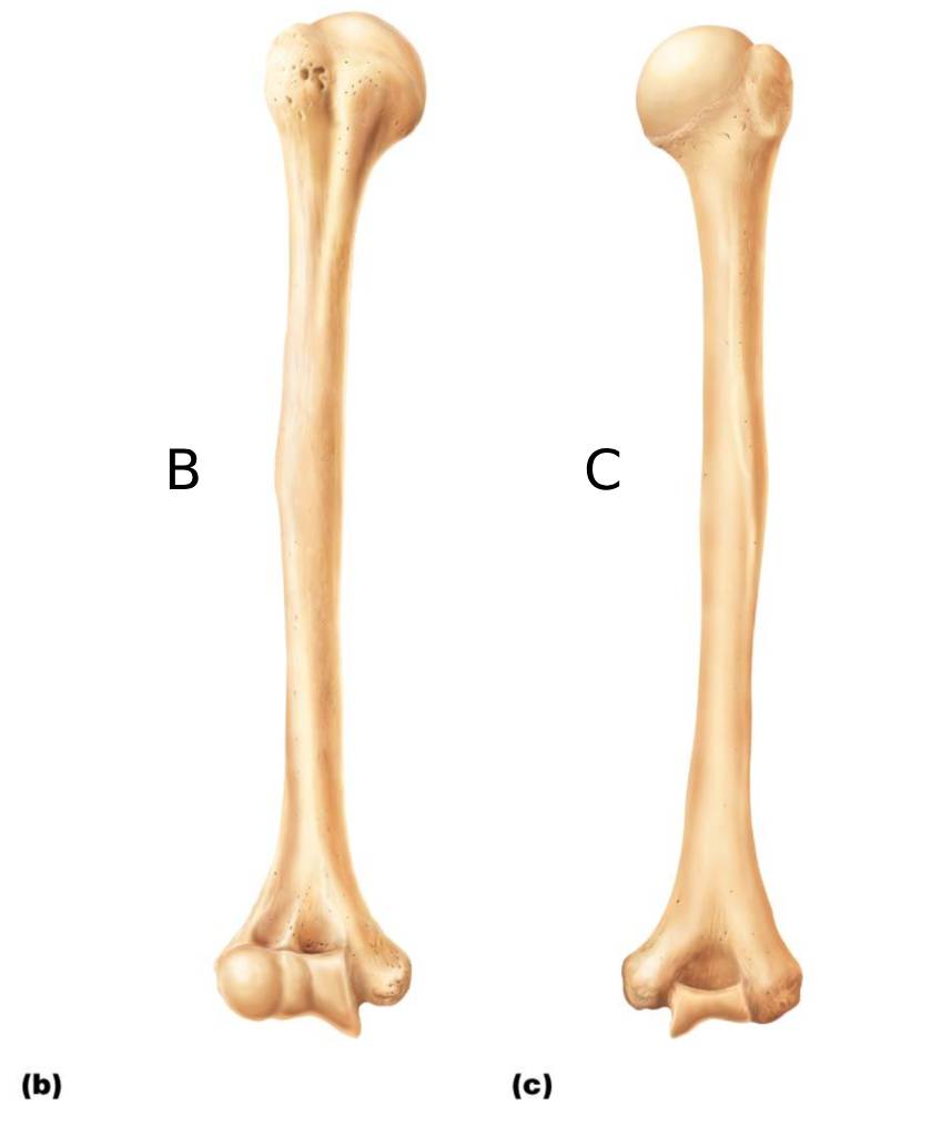<p>Which letter is the posterior aspect of the humerus?</p>