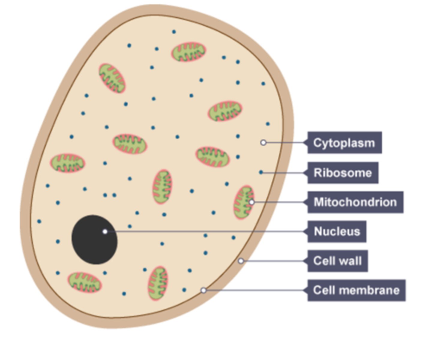 <p>eukaryotic</p>