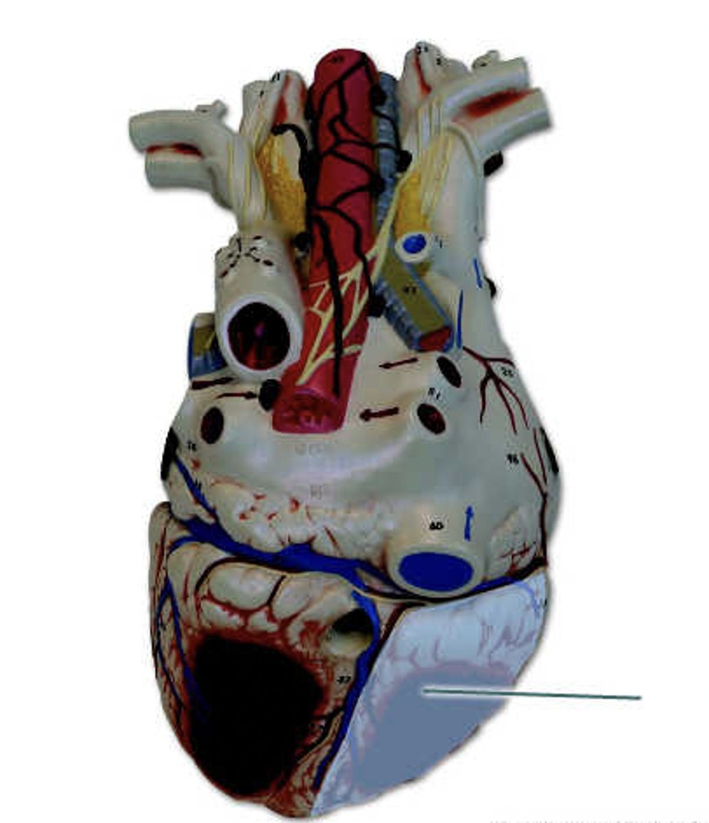 <p>identify the highlighted structure.</p>