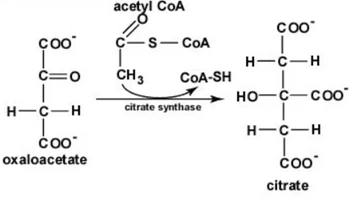 <p>Substrate → Product: Acetyl-CoA + Oxaloacetate → Citrate</p><p>Enzyme: Citrate synthase</p><p>Energy intermediates</p><p>Other molecules: CoA-SH released</p>
