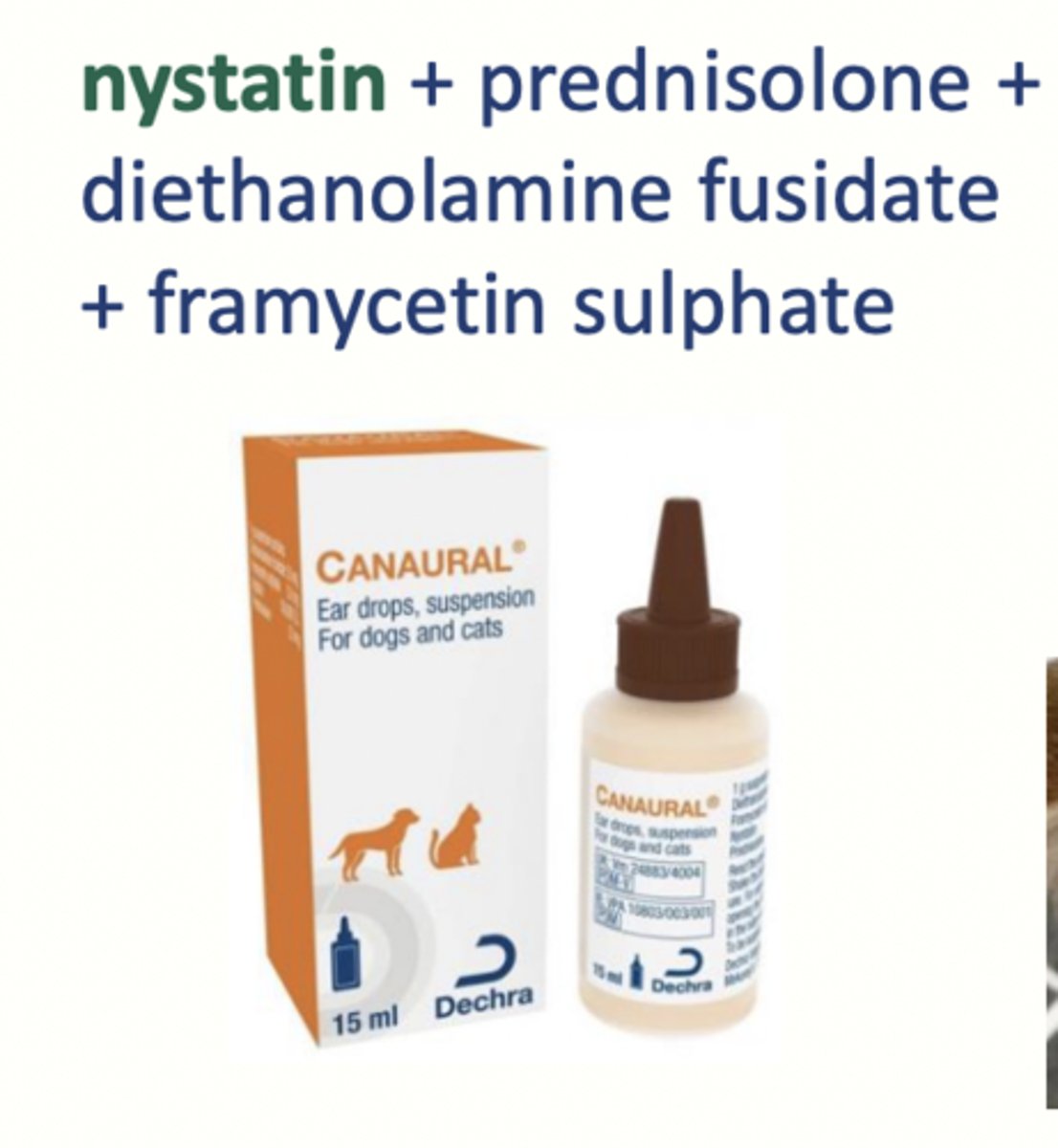 <p>most commonly used for treating Candida albicans infection by inhibiting fungal growth</p>