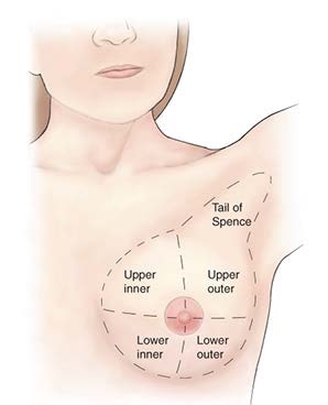 <p>How is the female breast divided?</p>