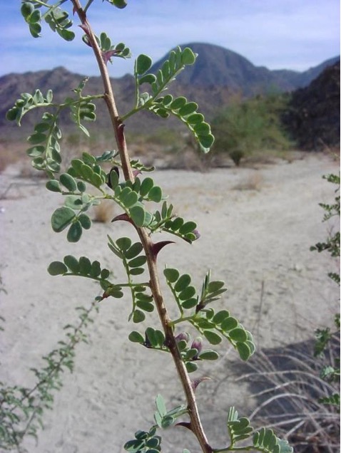 <p>. twisted fruits - constricted between seeds - spike of light fluffy lookin flowers - smaller bipinnate leaves (hairy)</p>