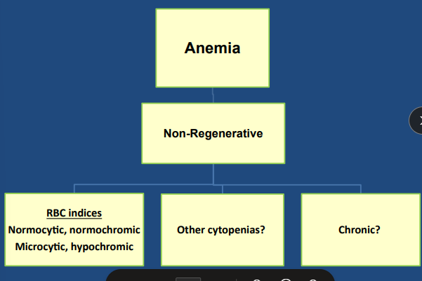 <ul><li><p><span style="color: red;"><strong><span>#1 test: CBC / chem & PCV/TS!</span></strong></span></p></li><li><p><span style="background-color: transparent;"><strong><span>Localizing: </span></strong></span></p><ul><li><p><span style="background-color: transparent;"><strong><span>Anemia only</span></strong><span> → secondary bone marrow disease</span></span></p><ul><li><p><span style="background-color: transparent;"><strong><span>Iron deficiency:</span></strong><span> Microcytic hypochromic </span><u><span>regenerative</span></u><span> anemia</span></span></p></li></ul></li><li><p><span style="background-color: transparent;"><strong><span>Anemia + cytopenias </span></strong><span>→ primary bone marrow disease</span></span></p></li></ul></li></ul><ul><li><p><span style="background-color: transparent; color: red;"><strong><span>Bone Marrow Aspirate #1</span></strong><span> </span></span><span style="background-color: transparent;"><span>→ Cellularity, Maturation,</span></span></p><ul><li><p><span style="background-color: transparent;"><span>Erythroid: myeloid ratio, Neoplasia, Infections</span></span></p></li></ul></li><li><p><span style="background-color: transparent;"><strong><span>Bone Marrow Biopsy</span></strong><span> → Structure, Fibrosis, Necrosis, </span></span><span style="background-color: transparent; color: red;"><span>FeLV testing</span></span></p></li></ul><ul><li><p><span style="background-color: transparent;"><strong><span>CBC/ Chem</span></strong><span> → Coombs, RBC Ab, RBC indices, RBC morphology, Reticocytes,</span></span><span style="background-color: transparent; color: red;"><mark data-color="yellow" style="background-color: yellow; color: inherit;"><span> </span></mark></span><span style="color: red;"><mark data-color="yellow" style="background-color: yellow; color: inherit;"><span>PCV/TP #1, smear + reticulocyte count,</span></mark></span><span> </span><span style="background-color: transparent;"><span>endocrine/renal panels</span></span></p><ul><li><p><strong>MCV</strong>- how big are the cells?</p></li><li><p><strong>MCHC</strong> - how much hemoglobin in RBC?</p></li></ul></li><li><p><span style="background-color: transparent;"><strong><span>Imaging</span></strong><span> → Rads, US</span></span></p></li><li><p><span style="background-color: transparent;"><strong><span>Infectious testing!!</span></strong><span> → FeLV/FIV, vector borne, fecal testing</span></span></p></li></ul><p></p>