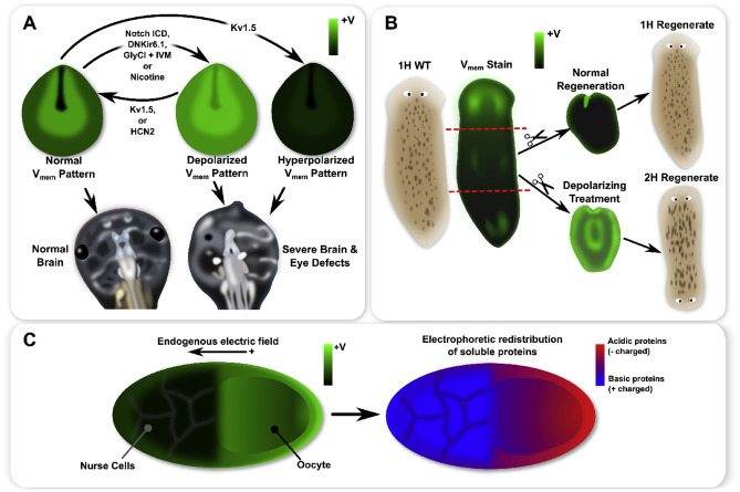 <p>biological process that causes a cell, tissue, or organism to develop its shape</p>