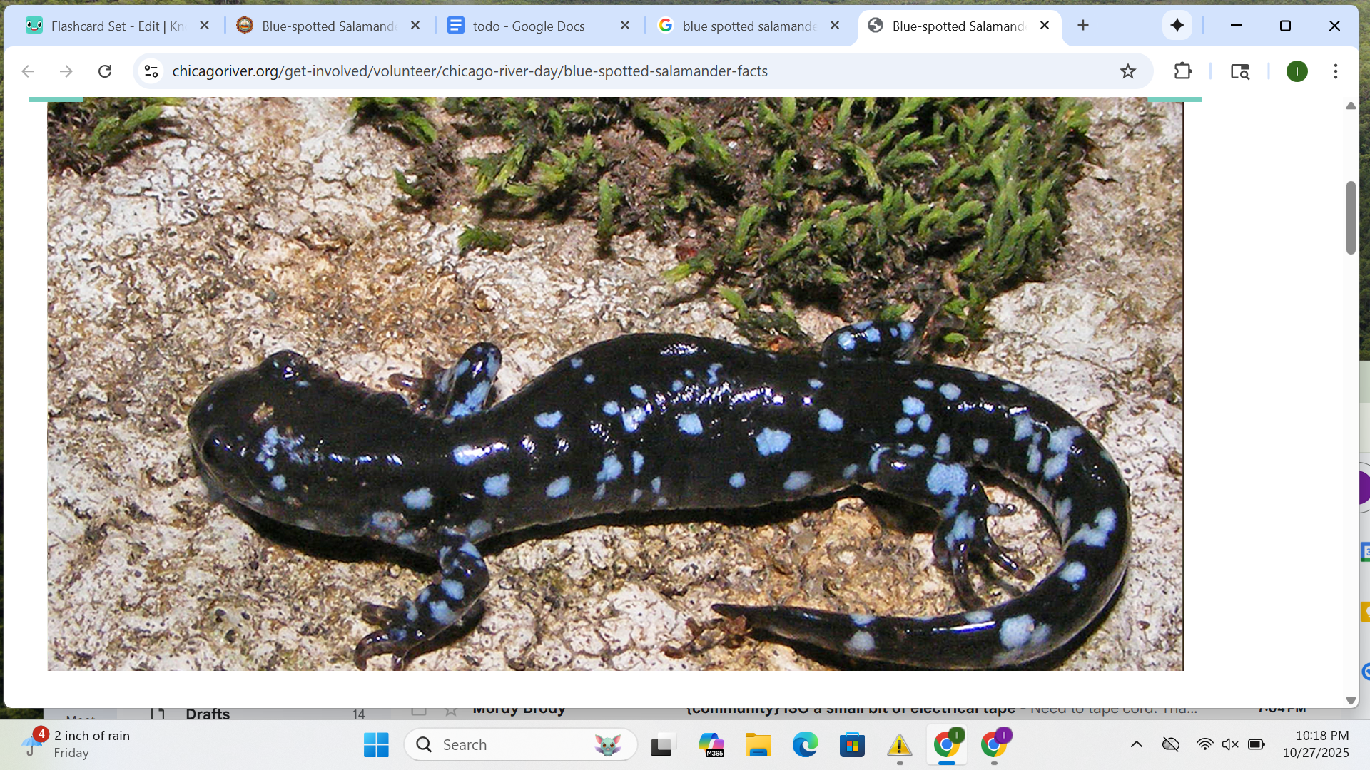 <p>Ambystomatidae</p>