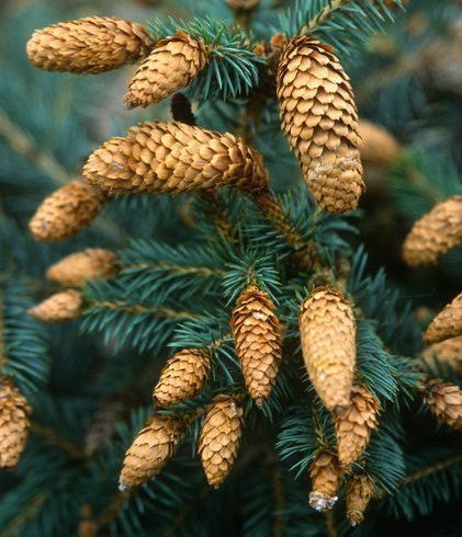 <p>blue spruce, Picea pungens, Pinaceae</p>