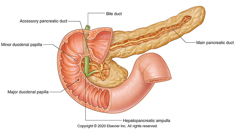 <p>They join at the hepatopancreatic ampulla which opens into the duodenum. </p>