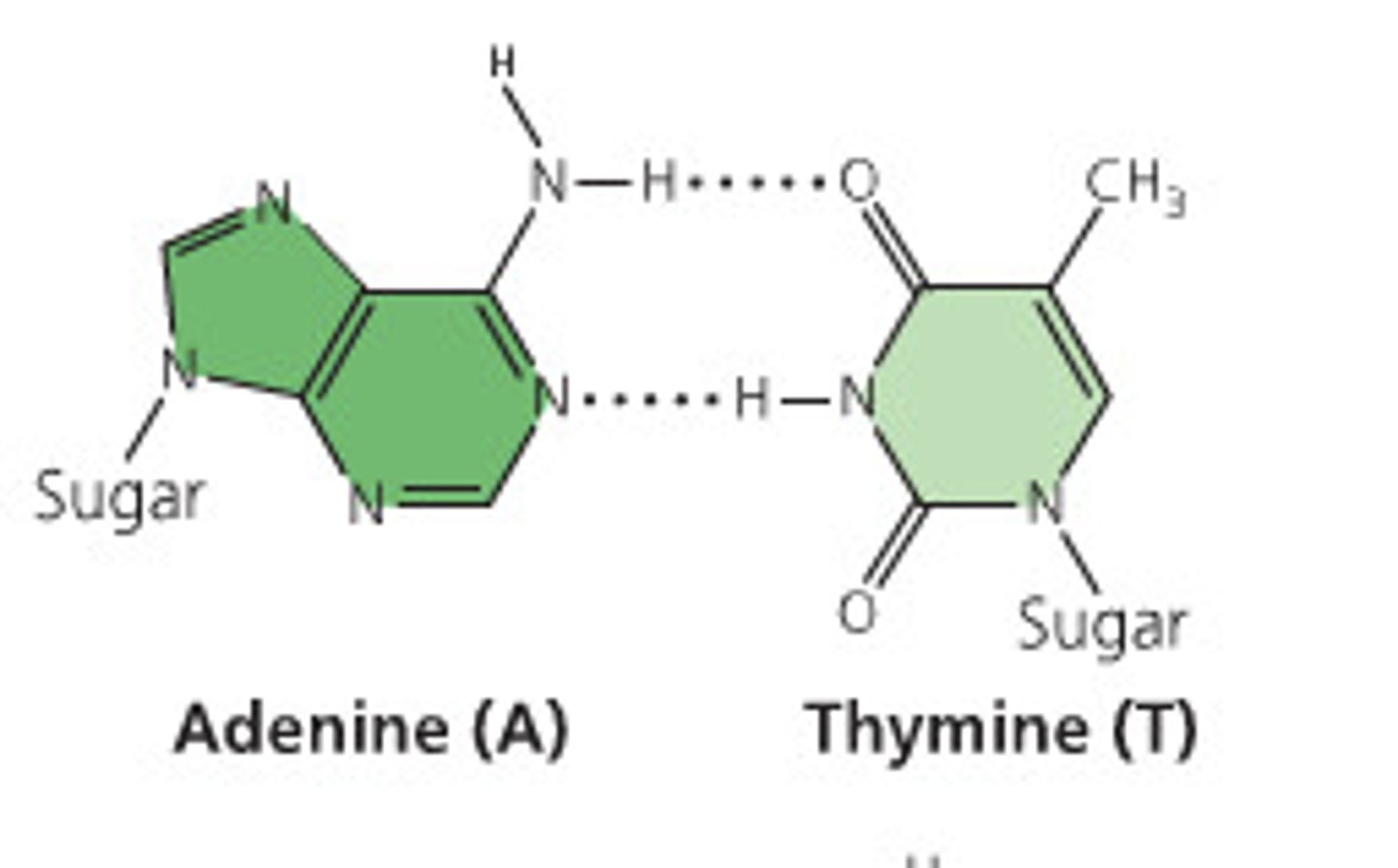 <p>By 2 hydrogen bonds.</p>