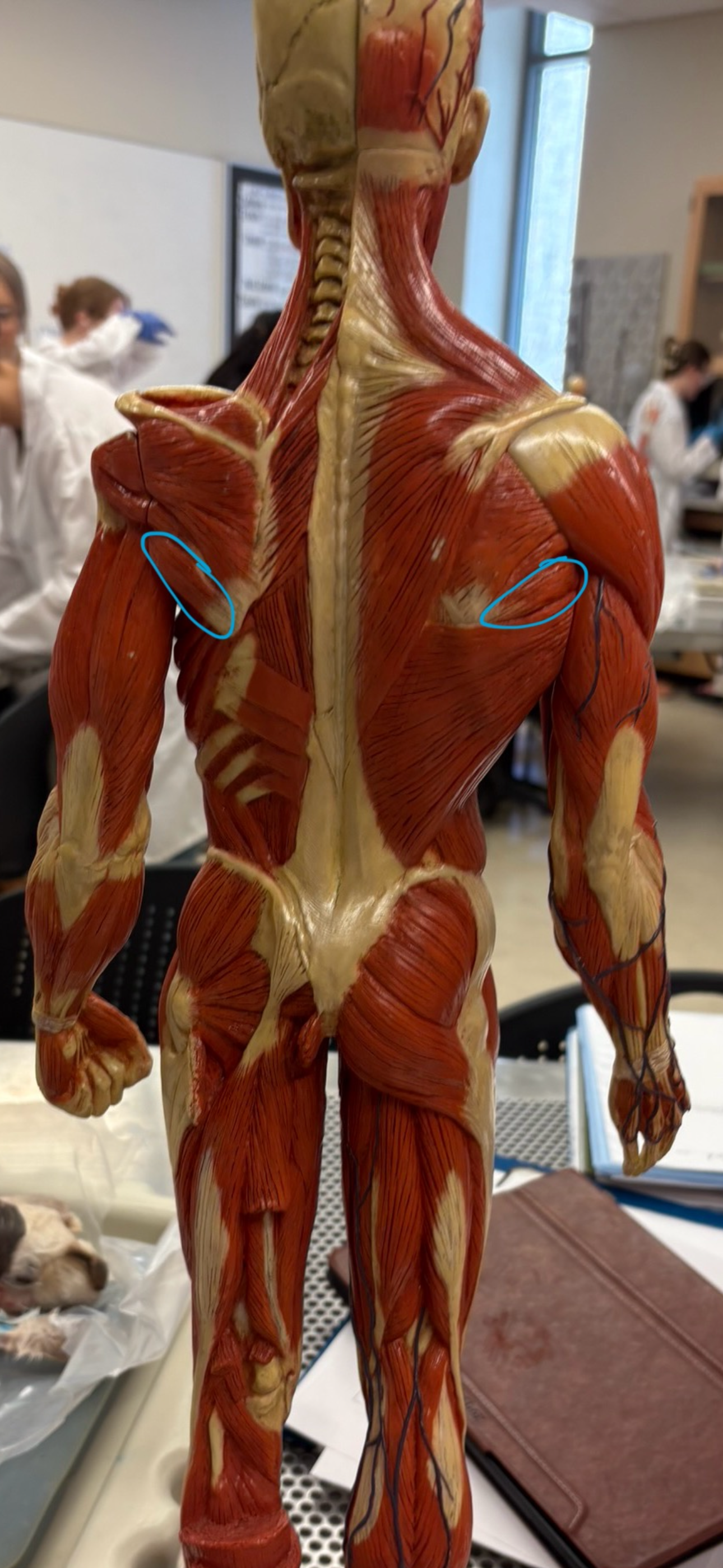 knowt flashcard image