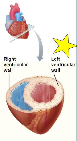 <p>Both sides of heart pump same vol. of blood</p><p>• Right side- pumps to lungs</p><p>→ Low pressure</p><p>• Left side- pumps to systemic circulation</p><p>→ High pressure: blood pressure thru vessels (friction)</p>