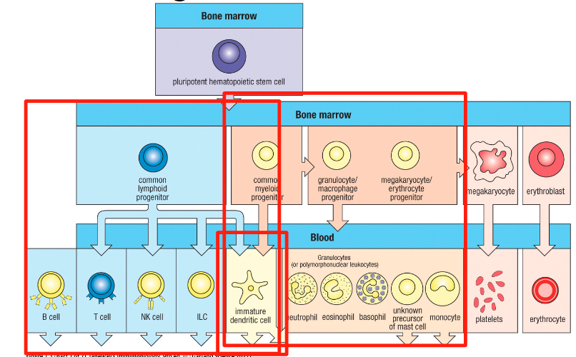 <p>B cells, T cells, dendritic cells and NK cells (ILCs)</p>