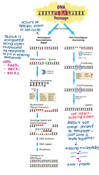 <p>Double-stranded breaks (DSB)</p><p>Prevent use of complementary strand as a template</p>