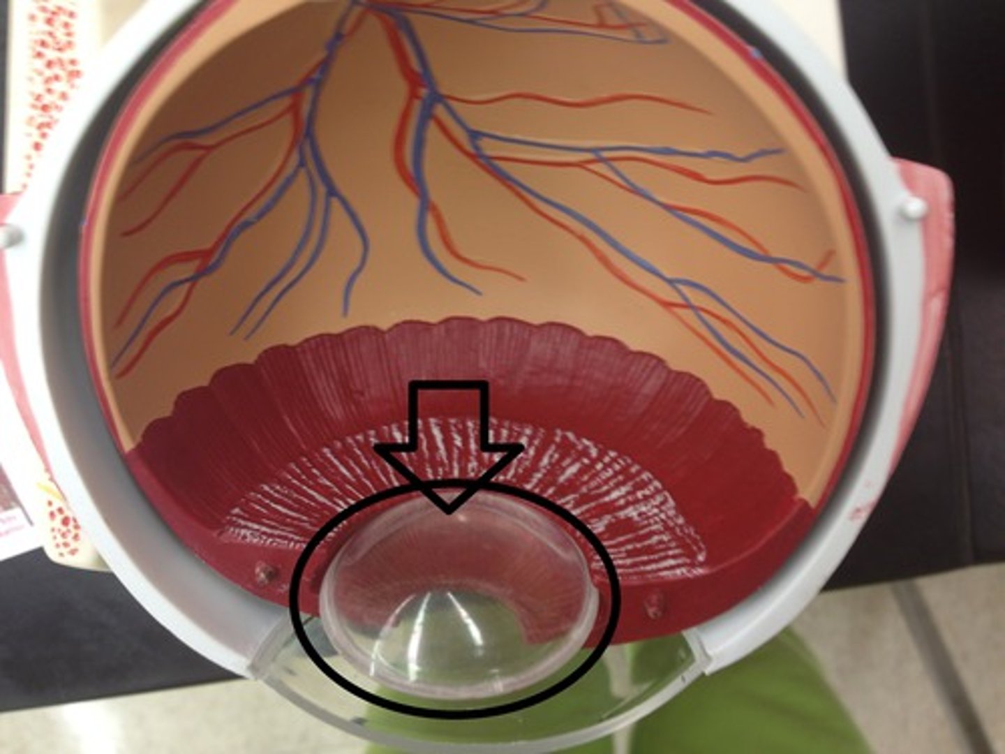 knowt flashcard image