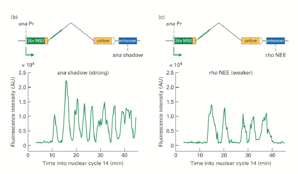 <ul><li><p><mark data-color="#ecde77" style="background-color: rgb(236, 222, 119); color: inherit;">RNA-mediated feedback</mark></p></li><li><p>When there is a promoter being activated,<strong> a little bit of RNA will be generated</strong> (even enhancers have the ability to make a little bit of RNA</p></li><li><p>When RNA folds into 3D structures, mediated by condensates, it is dependent on the initial small concentration of RNA</p></li><li><p><strong>RNA acts as a glue to bring the proteins in together with mediator, RNA polymerase II and all of the general transcription factors to form a condensate</strong></p></li><li><p>as <strong>RNA concentration increases, there is electrostatic repulsion that blows the condensate apart, and RNA polymerase II moves down the gene body. This is consistent with the pulsating nature of transcription</strong>.</p></li><li><p>This process continues until, at some point, the gene is turned off or deactivated by other features.</p></li></ul><p></p>