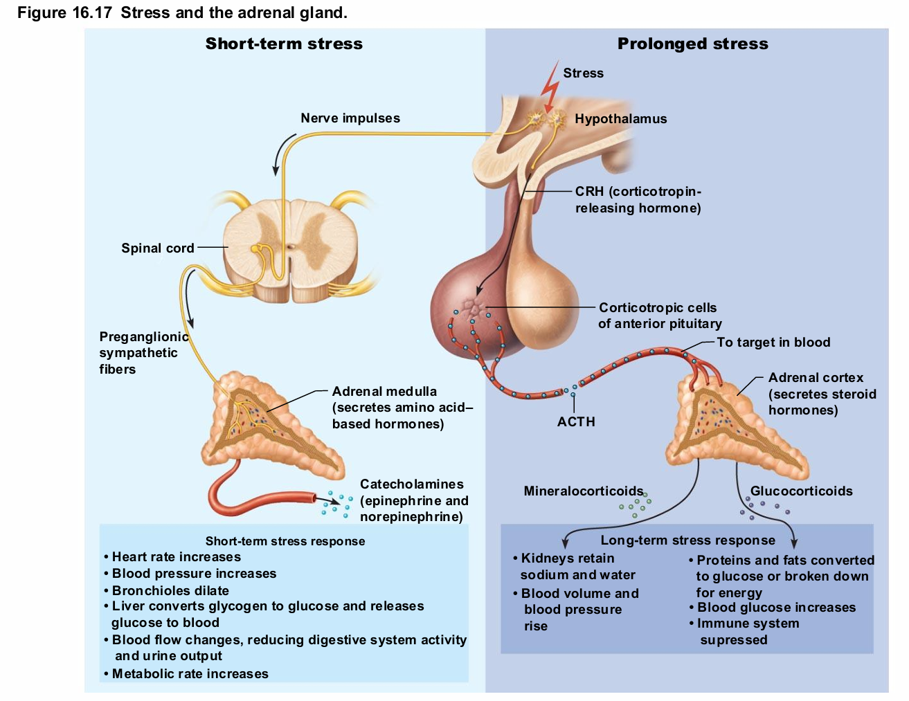 <ul><li><p>Responses brief</p></li><li><p>Epinephrine stimulates metabolic activities,&nbsp;<span style="background-color: transparent; font-size: 1.6rem;"><span>bronchial dilation, and blood flow to skeletal </span></span>muscles and heart</p></li><li><p>Norepinephrine influences peripheral vasoconstriction and blood pressure</p></li></ul><p></p>