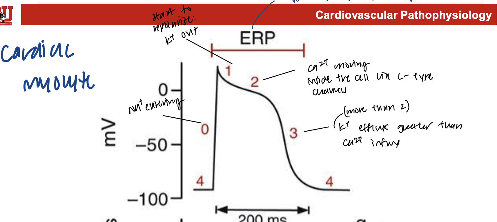 <ul><li><p>phase 4: -90 mV resting</p></li><li><p>phase 0: rising above 0 mV and is when Na+ enters</p></li><li><p>phase 1: dips closer to 0, and starts repolarization with K+ exits</p></li><li><p>phase 2: delay in repolarization as Ca2+ moves into the cell</p></li><li><p>phase 3: dips all the way down and near -90 mV because K+ efflux is greater than Ca+ influx</p></li><li><p>phase 4: back to -90 mV resting</p></li></ul><p></p>