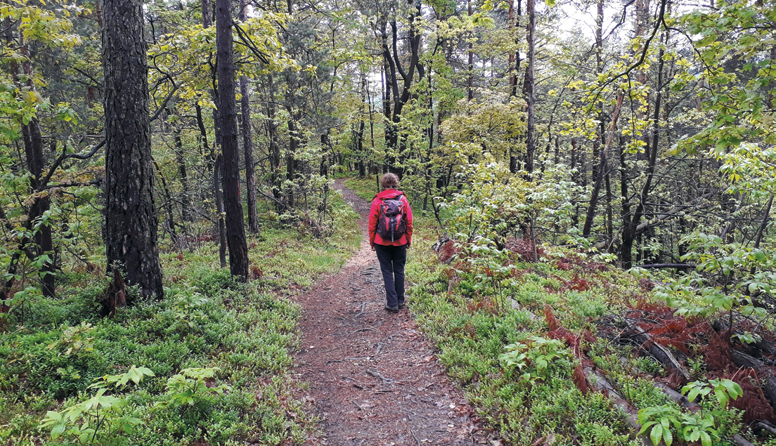 <p><strong>Značilne skupine rastlinstva</strong></p><p>Opiši rastlinstvo na sliki.</p>