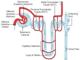 <p><span>1. Bowman's capsule</span><br><span>2. Proximal convoluted tubule</span><br><span>3. loop of Henle</span><br><span>4. distal convoluted tubule</span></p>