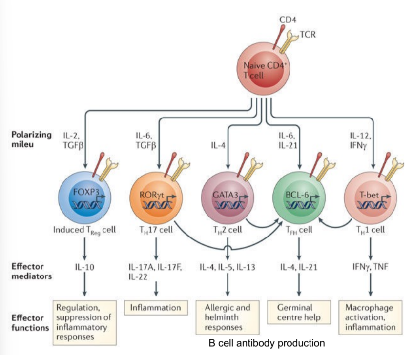 <p>naive T cells are exposed to polarizing mileu (ILs, TGFbeta, IFNgamma) that create subsets of effector T cells, which then release effector mediators/cytokines to cause functions like inflammation, allergic responses, etc.</p>