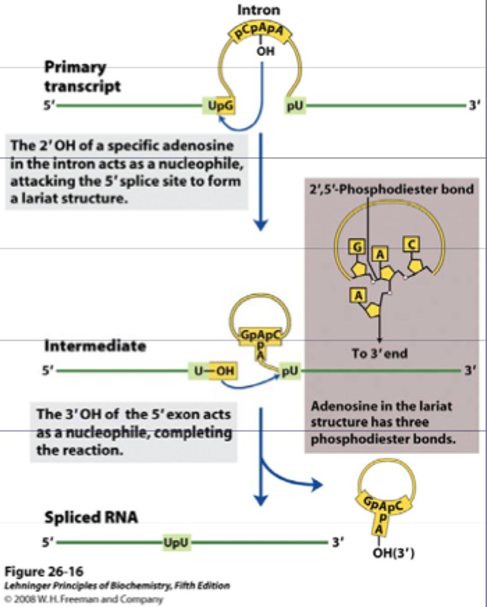<p>non-coding sequences are excised in the form of lasso shaped structure and degraded</p>
