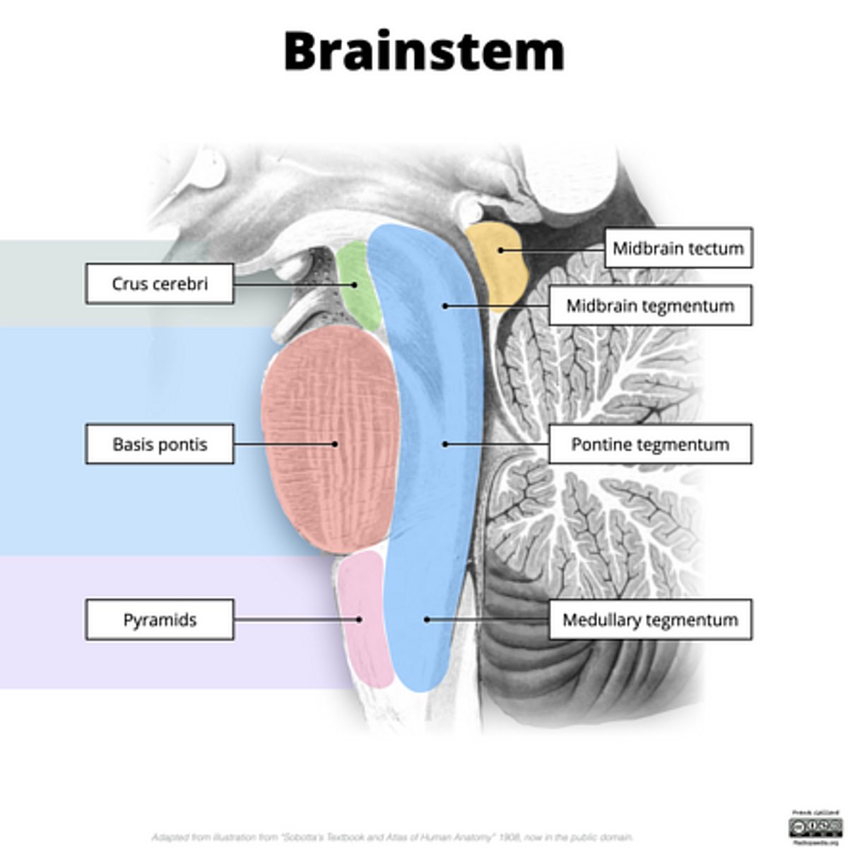 <p>roof of the midbrain</p>
