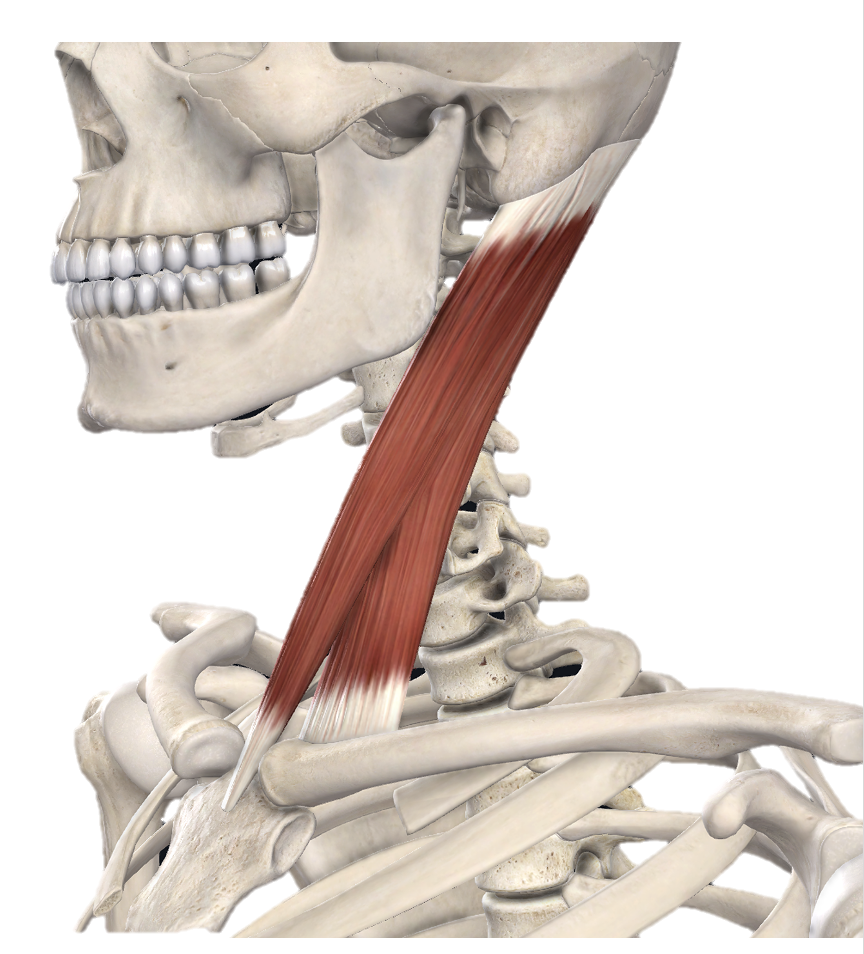 <p>Action and innervation of Sternocleidomastoid (SCM) muscle</p>
