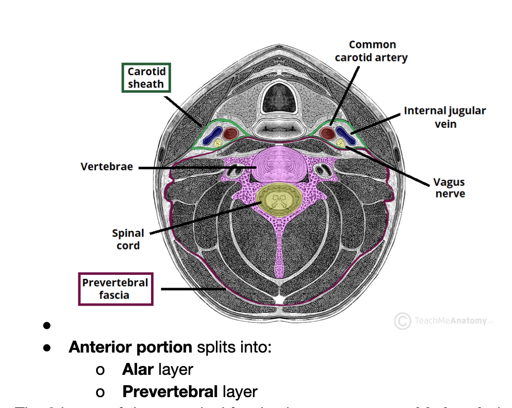 <ul><li><p>o <strong>Alar </strong>layer</p><p>o <strong>Prevertebral </strong>layer</p></li></ul>