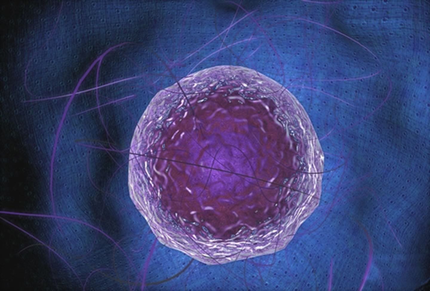 <p>The organelle where ribosomes are made, synthesized and partially assembled, located in the nucleus</p>