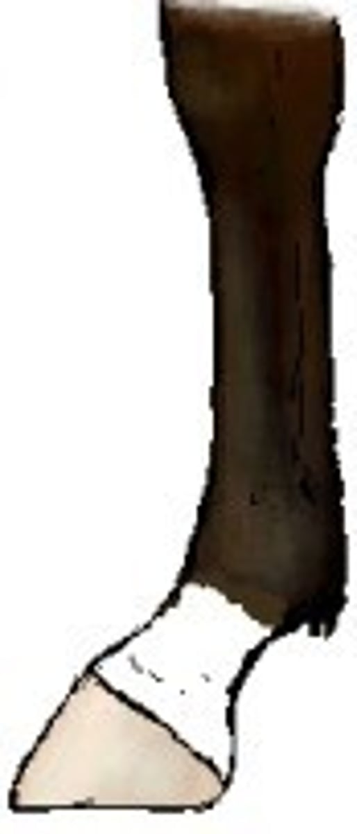 <p>covers all the pastern and sometimes the fetlock</p>