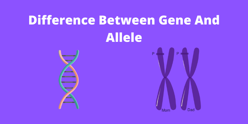 A variant of a gene (e.g., blue vs. brown eye color).