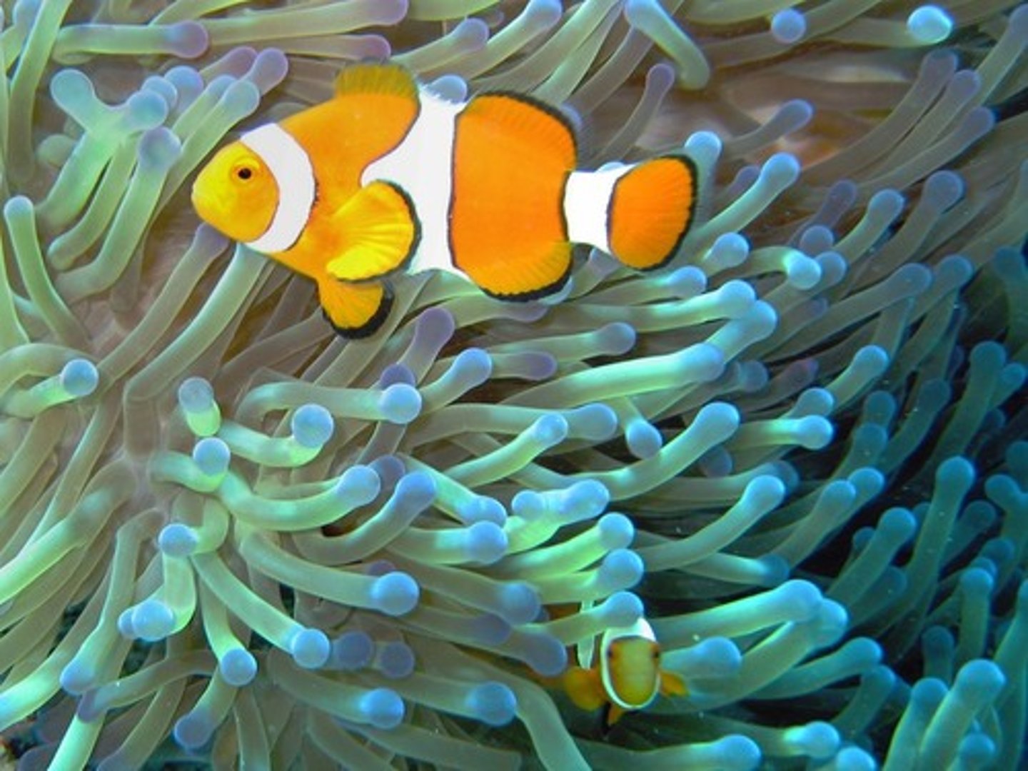 <p>a symbiotic relationship where both organisms benefit</p>