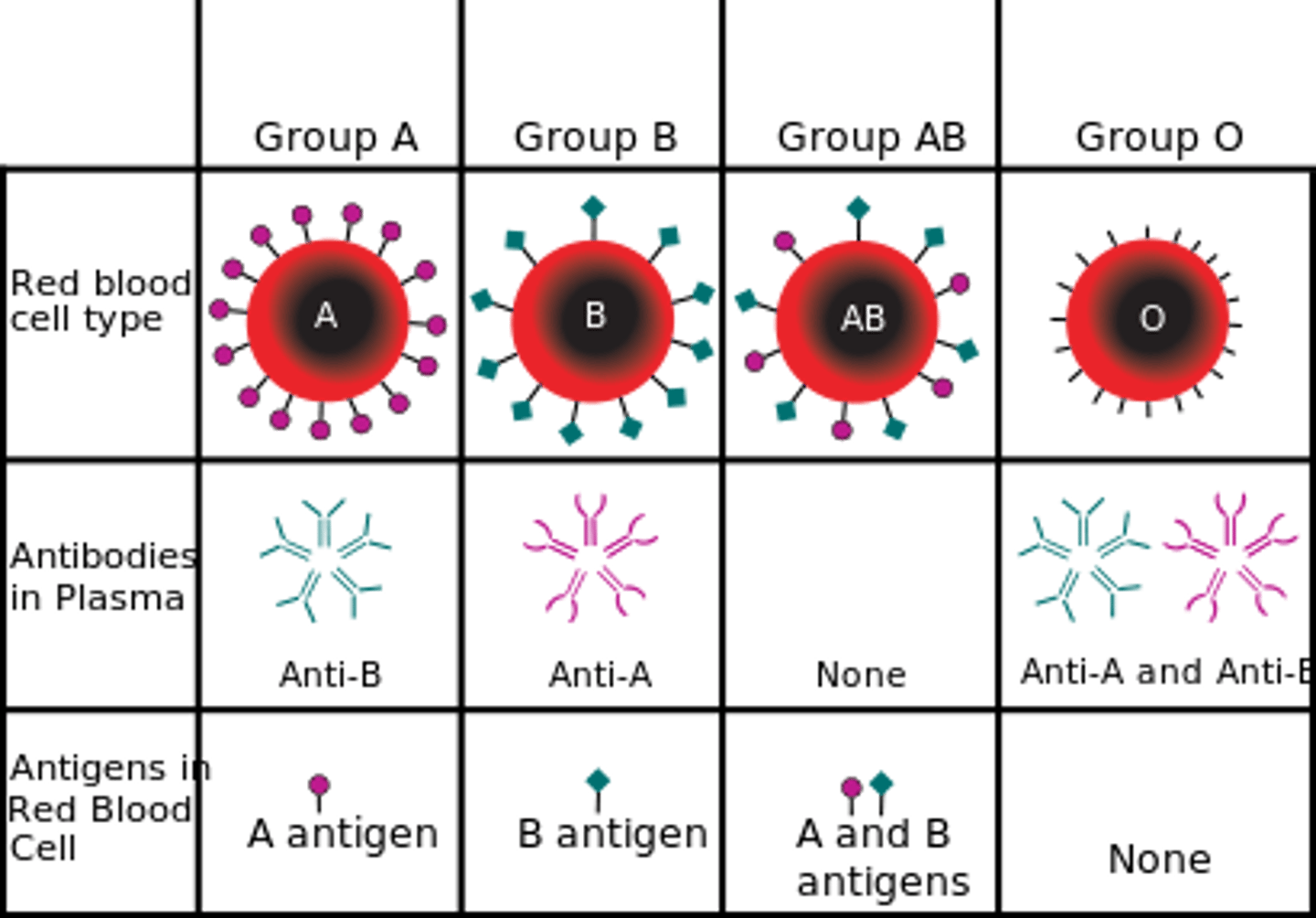 <p>- Only glycolipid (antigen) A is present on the RBC = blood group A.</p><p>- Only glycolipid (antigen) B is present on the RBC = blood group B.</p><p>- Both glycolipids (antigens) A and B are present on the RBC = blood group AB</p><p>- Neither A nor B glycolipids (antigens) are present = blood group O</p>