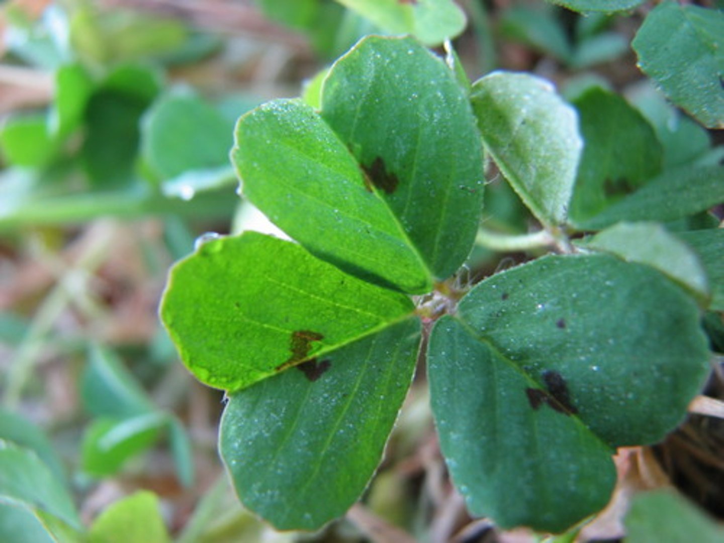 <p>to be lucky</p>