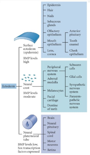<p>Peripheral nervous system, adrenal medulla, melanocytes, facial cartilage and the dentine of the teeth.</p>