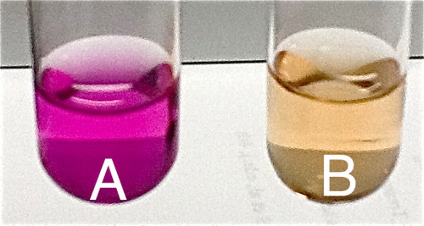 <p>urease utilization</p>